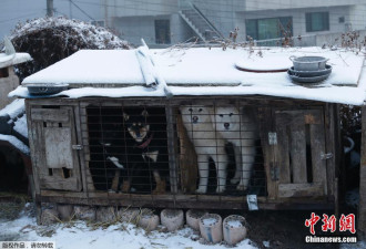 美滑雪名将平昌赛后赴韩国狗肉农场领养小狗