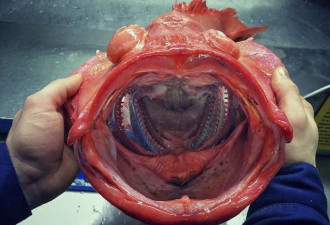 俄罗斯渔夫捕获深海“外星”鱼 样貌吓人