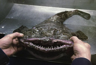 俄罗斯渔夫捕获深海“外星”鱼 样貌吓人