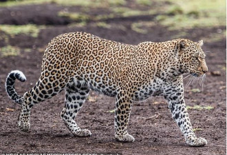 网上疯传照片：隐藏的豹子 网友找得眼快瞎了！