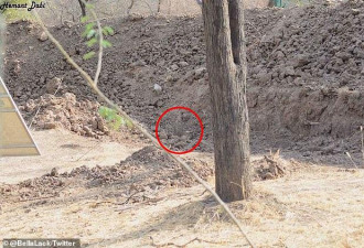 网上疯传照片：隐藏的豹子 网友找得眼快瞎了！