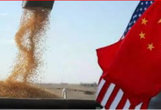 贸易谈判重启 中国购买更多美国大豆