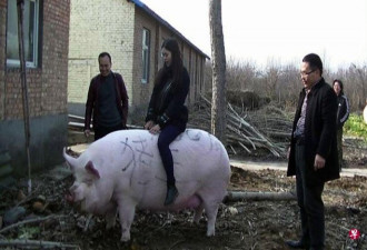猪价暴涨 中国流行养巨猪 大得像北极熊！