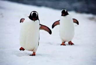见过企鹅，但你见过1.8米的巨型企鹅吗