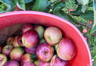 长周末去采摘！多伦多周边8个苹果农场
