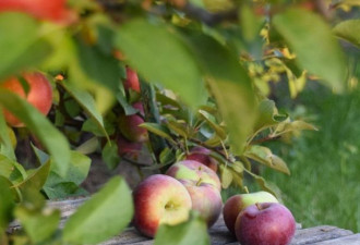 长周末去采摘！多伦多周边8个苹果农场