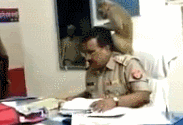 被猴子坐肩头找虱子 印度警察埋头工作超淡定