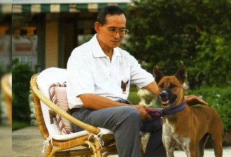 侮辱泰国国王的狗也犯法！侮辱它的人曾坐牢