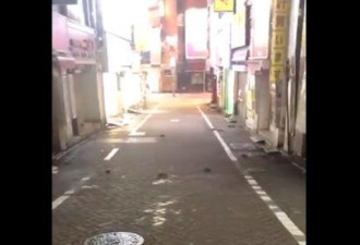 台风已致日本52死 东京闹市成群老鼠上街