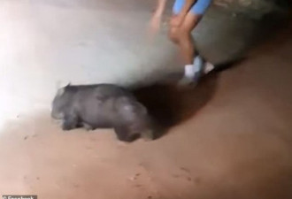 澳洲警员竟通过虐杀动物取乐，视频曝光引众怒
