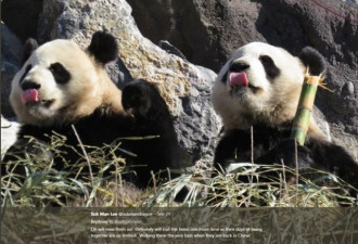 两只大熊猫幼崽就要回中国了