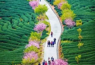 世界最大樱花园，竟就在中国福建！比日本大5倍