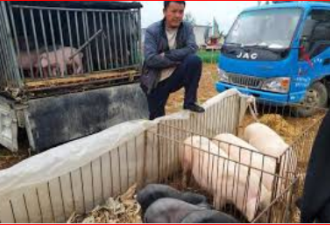 中国猪肉价格上涨难掩通货收缩风险