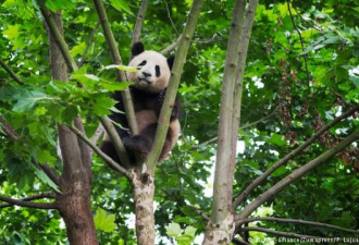中国将新建熊猫国家公园 三倍于黄石公园