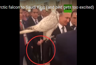尴尬!普京正赠送沙特国王珍稀猎鹰 它却突然...
