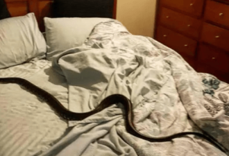 惊！卧室内出现巨蟒，澳女被吓到魂不附体