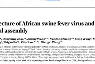 中国团队成功解析非洲猪瘟病毒的三维结构