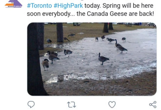 恐怖降临！多伦多的春天还没来，它们先来了