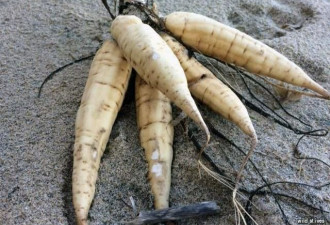 飓风过后 剧毒植物亡者手指惊现英国海滩