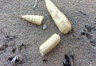 飓风过后 剧毒植物亡者手指惊现英国海滩