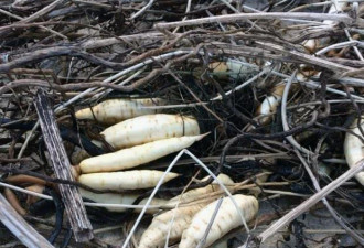 飓风过后 剧毒植物亡者手指惊现英国海滩