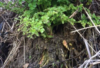 飓风过后 剧毒植物亡者手指惊现英国海滩