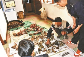 大理20余只高山兀鹫遭捕猎 多数已被宰杀食用
