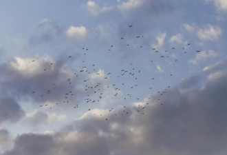 北京上万只鸟空中盘旋，场面十分壮观