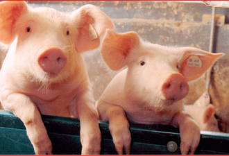 节前投放2万吨不够吃，中国猪价再现上涨潮！
