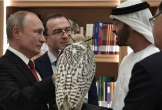 普京给阿联酋王储也送了只猎鹰 获赠这一回礼