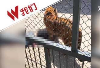 福州动物园一只老虎训练时兽性突发 咬死驯兽师