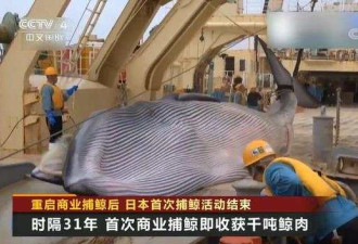日本重新开启商业捕鲸，千吨重鲸肉血染船舱