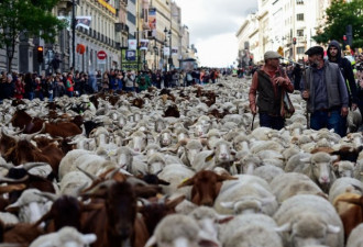 世界奇观！ 2千只绵羊挤爆市区 行人也须礼让
