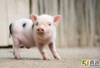 农业农村部:年底前生猪产能有望探底回升