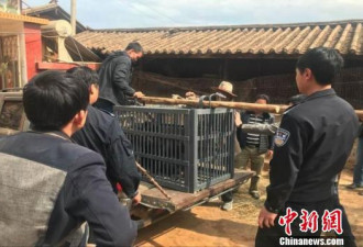 云南一村民误把黑熊当狗养3年 发现后被没收