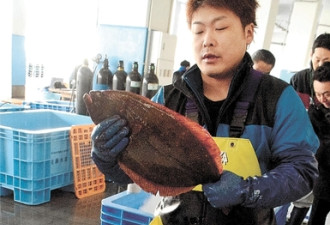 核事故后福岛首次出口海鱼