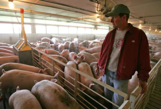 美国农民：卖不了中国 猪肉跌至每斤5块8