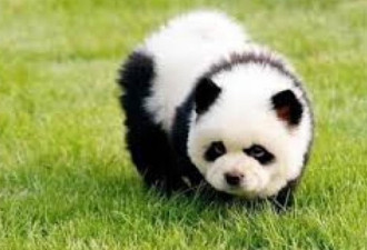 管他送中还是贸易战 中国流行养“熊猫”