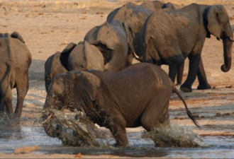 泰国80头大象集体狂奔事件 致3人惨死