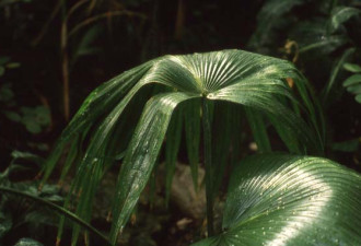 养花种草系列191：热带植物需要增湿机