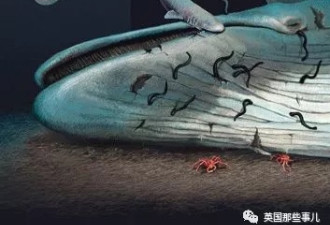 看似惊悚的鲸鱼尸骸 却是世上最浪漫的重生