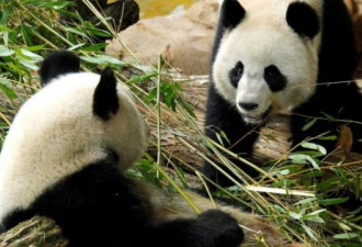 中国建大型大熊猫国家公园  面积如一国