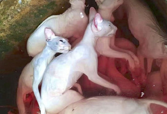 场面触目惊心 暗访越南血淋淋的猫肉市场