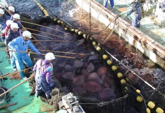 拖翻渔船堵死核电站这种巨型水母到底有多逆天