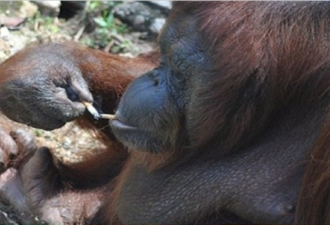 印尼红毛猩猩接游客烟头 吞云吐雾好不自在