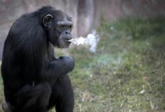 印尼红毛猩猩接游客烟头 吞云吐雾好不自在