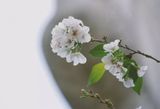 武大樱花后，梨花、桃花也开了…