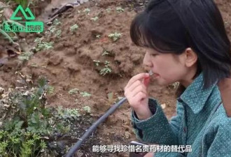 95后女生进深山寻百草 报道里这话让网友急了