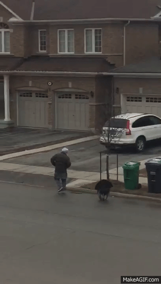 多伦多小区内，男子散步时惨遭巨型火鸡追打
