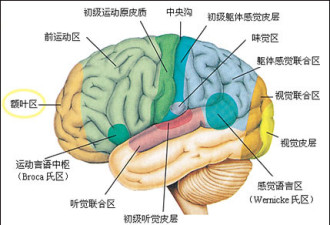 中国首次解析人脑中央处理器,领先美国脑计划
